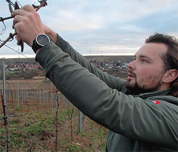 ヴァルドルフ・プファッフェンホーフ　WEINGUT WALLDORF  PFAFFENHOF